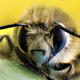 Worker Bee #7438-F87904